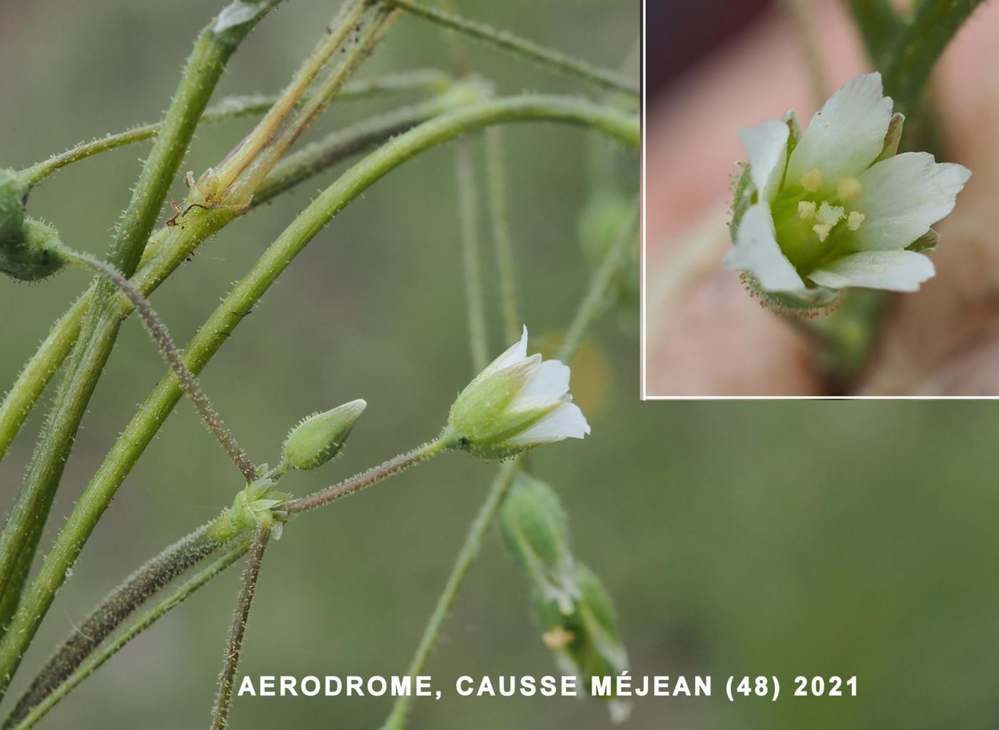 Chickweed, Jagged flower